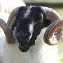Mouton cornu