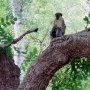 Maître singe vert sur un arbre perché