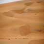 Serpent de sable.
