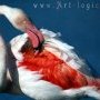 Plumes de flamant rose.
