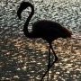 Flamant rose