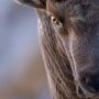 Bouquetin au 500mm