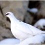 Perdrix des neiges ou lagopède alpin.