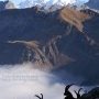 Bouquetins devant Mont Blanc