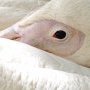 Pelican
