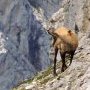 Chamois au 400mm