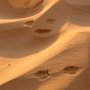 Rongeur des sables.