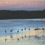 Couleurs sur flamants roses.