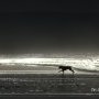 Le chien de la plage