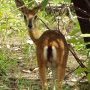 antilope