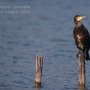 Cormoran