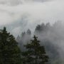 Entre sapins