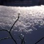 Brindille de neige.