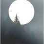 Arbre et soleil