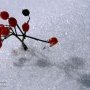Perles des neiges.