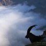 Bouquetin et nuages