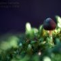 Champignon