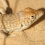 Lézard blond de sable.