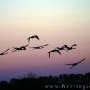 Envol de flamants roses.
