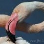 Un flamant, le cou en huit.