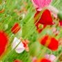 Fleurs